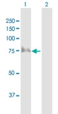 Western Blot: Cip4 Antibody [H00009322-D01P] - Analysis of TRIP10 expression in transfected 293T cell line by TRIP10 polyclonal antibody.Lane 1: TRIP10 transfected lysate(62.60 KDa).Lane 2: Non-transfected lysate.