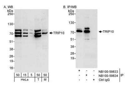 Western Blot: Cip4 Antibody [NB100-59834] - Detection of TRIP10 on HeLa whole cell lysate (5, 15, and 50 microgram; 1 mg for IP, 20% IP loaded), 293T (T; 50 microgram), and mouse NIH3T3 (M; 50 microgram) using NB100-59834. TRIP10 was also immunoprecipitated by rabbit anti-TRIP10 antibody NB100-59833.