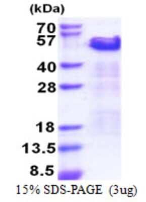 SDS-Page: Cip4 Protein [NBP2-22864]