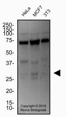 Western Blot: Cited-2 Antibody (JA22) - Azide and BSA Free [NBP2-80671] - Total protein from human HeLa and MCF7 and mouse 3T3 cell lines was separated on a 12% gel by SDS-PAGE, transferred to PVDF membrane and blocked in 5% non-fat milk in TBST. The membrane was probed with 2.0 ug/ml anti-Cited in 1% non-fat milk in TBST and detected with an anti-mouse HRP secondary antibody using West Pico PLUS chemiluminescence detection reagent. Image from the standard format of this antibody.