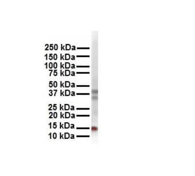 Western Blot: Cited-2 Antibody [NBP2-88787] - WB Suggested Anti-CITED2 antibody Titration: 1 ug/mL. Sample Type: Human 293T