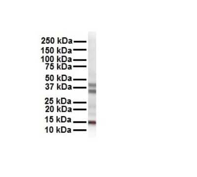 Western Blot: Cited-2 Antibody [NBP2-88787] - WB Suggested Anti-CITED2 antibody Titration: 1 ug/mL. Sample Type: Human HepG2