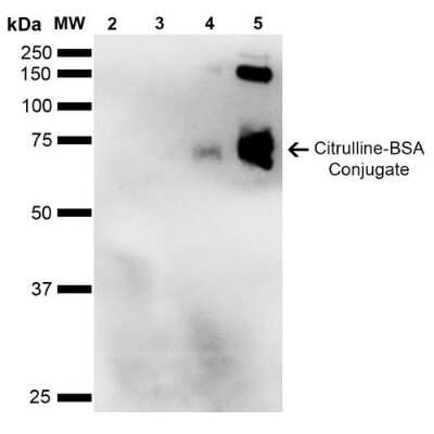 Western Blot: Citrulline Antibody (2D3.1) [NBP2-59364] - Western Blot analysis of Citrulline-BSA Conjugate showing detection of 67 kDa Citrulline protein using Mouse Anti-Citrulline Monoclonal Antibody, Clone 2D3-1B9 (NBP2-59364). Lane 1: Molecular Weight Ladder (MW). Lane 2: BSA (0.5 ug). Lane 3: BSA (2.0 ug). Lane 4: Citrulline-BSA (0.5 ug). Lane 5: Citrulline-BSA (2.0 ug). Block: 5% Skim Milk in TBST. Primary Antibody: Mouse Anti-Citrulline Monoclonal Antibody (NBP2-59364) at 1:1000 for 2 hours at RT. Secondary Antibody: Goat Anti-Mouse IgG: HRP at 1:2000 for 60 min at RT. Color Development: ECL solution for 5 min in RT. Predicted/Observed Size: 67 kDa.