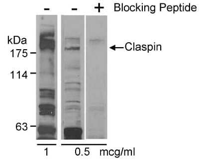 <b>Biological Strategies Validation. </b>Western Blot: Claspin Antibody [NB100-246] - Whole cell lysate (20 ug) from HeLa cells. Antibody used at 1 or 0.5 ug/ml with (+) or without (-) blocking peptide.