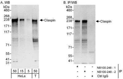 Western Blot: Claspin Antibody [NB100-248] - Whole cell lysate from HeLa (5, 15 and 50 ug for WB; 1 mg for IP, 20% of IP loaded) and 293T (T; 50 ug) cells.   Affinity purified rabbit anti-Claspin antibody NB100-248 (lot number 2) used for WB at 0.1 ug/ml (A) and 1 ug/ml (B) and used for IP at 6 ug/mg lysate.  Claspin was also immunoprecipitated by a previous lot (lot number 1) of this antibody.  Detection: Chemiluminescence with exposure times of 30 seconds (A) and 10 seconds (B).