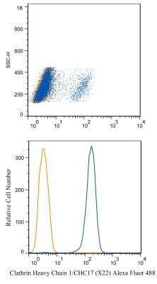 Flow Cytometry: Clathrin Heavy Chain 1/CHC17 Antibody (X22) [Alexa Fluor (R) 488] [NB300-613AF488] - A cell surface stain was performed on HeLa cells with Clathrin Heavy Chain 1 antibody NB300-613AF488 (blue) along with a matched isotype control NBP2-27287AF488 (orange). Cells were incubated in an antibody dilution of 5 ug/mL for 20 minutes at room temperature. Both antibodies were conjugated to Alexa Fluor 488. (Top Image)An intracellular stain was performed on HeLa cells with Clathrin Heavy Chain 1 antibody NB300-613AF488 (blue) and a matched isotype control NBP2-27287AF488 (orange). Cells were fixed with 4% PFA and then permeablized with 0.1% saponin. Cells were incubated in an antibody dilution of 5 ug/mL for 30 minutes at room temperature. Both antibodies were conjugated to Alexa Fluor 488. (Bottom Image)