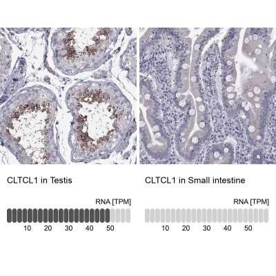 Immunocytochemistry/Immunofluorescence: Clathrin Heavy Chain 2/CHC22/CLTCL1 Antibody [NBP3-17077] - Analysis in human testis and small intestine tissues using Anti-CLTCL1 antibody. Corresponding CLTCL1 RNA-seq data are presented for the same tissues.