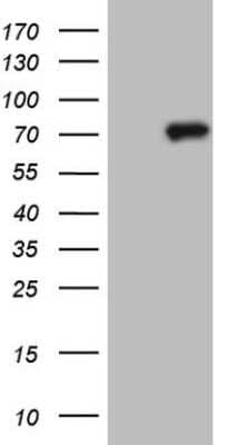 Western Blot: Clathrin interactor 1 Antibody (8C1) [NBP2-46301] - Analysis of HEK293T cells were transfected with the pCMV6-ENTRY control (Left lane) or pCMV6-ENTRY Clathrin interactor 1.