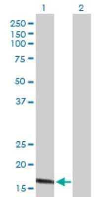 Western Blot: Claudin-1 Antibody [H00009076-B01P] - Analysis of CLDN1 expression in transfected 293T cell line by CLDN1 polyclonal antibody.  Lane 1: CLDN1 transfected lysate(23.21 KDa). Lane 2: Non-transfected lysate.