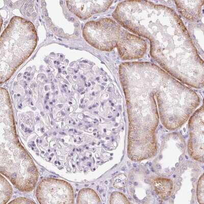 Immunohistochemistry-Paraffin: Claudin 10 Antibody [NBP2-38495] - Staining of human kidney shows high expression.