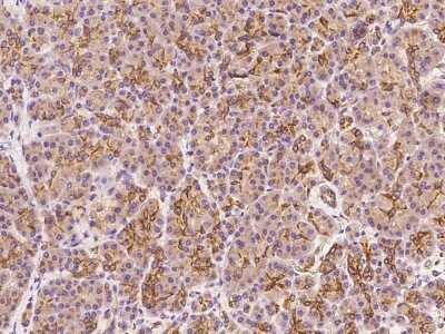 Immunohistochemistry-Paraffin: Claudin 10 Antibody [NBP2-99148] - Immunochemical staining of human Claudin 10 in human pancreas with rabbit polyclonal antibody at 1:200 dilution, formalin-fixed paraffin embedded sections.