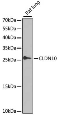 Western Blot: Claudin 10 Antibody [NBP2-92587] - Analysis of extracts of rat lung, using Claudin 10 .Exposure time: 60s.