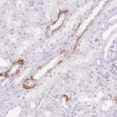 Immunohistochemistry-Paraffin: Claudin-16 Antibody [NBP2-38777] - Staining of human kidney shows high expression.