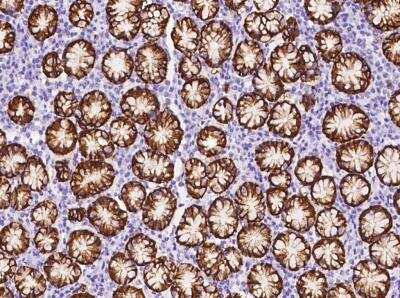 Immunohistochemistry-Paraffin: Claudin-18 Antibody [NBP2-97148] - Staining of human Claudin18 in human stomach with rabbit polyclonal antibody at 1:100 dilution.