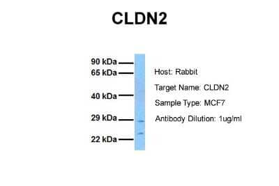 Western Blot Claudin-2 Antibody - BSA Free