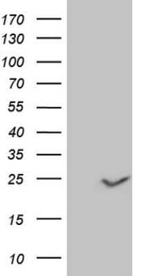 Western Blot: Claudin-3 Antibody (OTI1E7) - Azide and BSA Free [NBP2-70445] - Analysis of HEK293T cells were transfected with the pCMV6-ENTRY control (Left lane) or pCMV6-ENTRY Claudin-3.