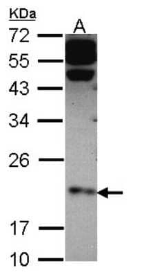 Western Blot: Claudin 4 Antibody [NBP2-15911] - Sample (30 ug of whole cell lysate) A: HCT116 12% SDS PAGE gel, diluted at 1:1000.