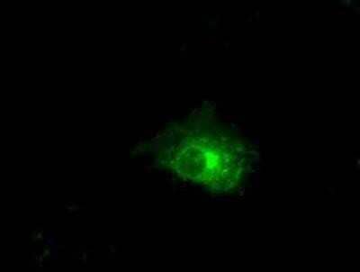 Immunocytochemistry/Immunofluorescence: Claudin-5 Antibody (OTI1G4) - Azide and BSA Free [NBP2-71329] - Staining of COS7 cells transiently transfected by pCMV6-ENTRY Claudin 5.