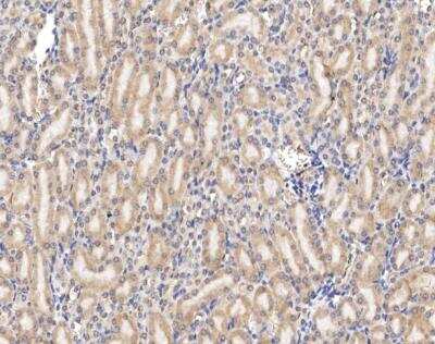 Immunohistochemistry-Paraffin: Claudin-6 Antibody [NBP3-12787] - Staining of mouse LDN6 in mouse kidney with rabbit polyclonal antibody at 1:100 dilution.