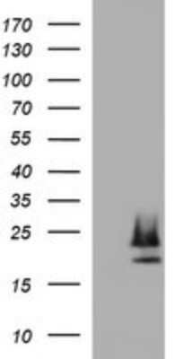 Western Blot: Claudin-6 Antibody (OTI2H1) - Azide and BSA Free [NBP2-71416] - Analysis of HEK293T cells were transfected with the pCMV6-ENTRY control (Left lane) or pCMV6-ENTRY Claudin-6.