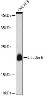 Western Blot: Claudin-6 Antibody [NBP3-16019] - Western blot analysis of extracts of OVCAR3 cells, using Claudin 6 antibody (NBP3-16019) at 1:1000 dilution. Secondary antibody: HRP Goat Anti-Rabbit IgG (H+L) at 1:10000 dilution. Lysates/proteins: 25ug per lane. Blocking buffer: 3% nonfat dry milk in TBST. Detection: ECL Basic Kit. Exposure time: 10s.