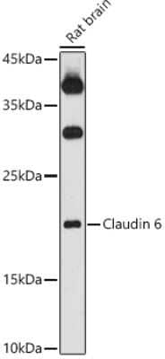 Western Blot: Claudin-6 Antibody [NBP3-16019] - Western blot analysis of extracts of Rat brain, using Claudin 6 antibody (NBP3-16019) at 1:1000 dilution. Secondary antibody: HRP Goat Anti-Rabbit IgG (H+L) at 1:10000 dilution. Lysates/proteins: 25ug per lane. Blocking buffer: 3% nonfat dry milk in TBST. Detection: ECL Basic Kit. Exposure time: 180s.