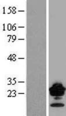 Western Blot: Claudin 9 Overexpression Lysate (Adult Normal) [NBL1-09251] Left-Empty vector transfected control cell lysate (HEK293 cell lysate); Right -Over-expression Lysate for Claudin 9.