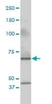 Western Blot: Cleavage stimulation factor 2 Antibody (3D1-3A6) [H00001478-M01] - CSTF2 monoclonal antibody (M01), clone 3D1-3A6 Analysis of CSTF2 expression in Jurkat.