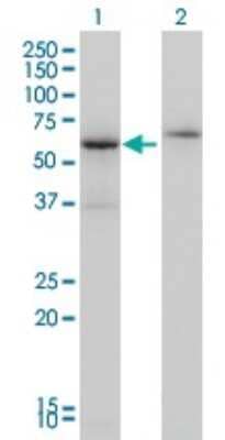 Western Blot: Cleavage stimulation factor 2 Antibody (3D1-3A6) [H00001478-M01] - Analysis of CSTF2 expression in transfected 293T cell line by CSTF2 monoclonal antibody (M01), clone 3D1-3A6.Lane 1: CSTF2 transfected lysate(61 KDa).Lane 2: Non-transfected lysate.