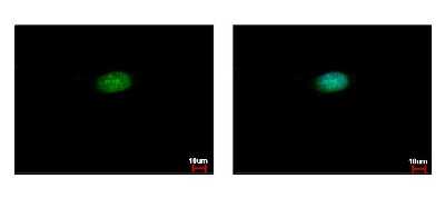 Immunocytochemistry/Immunofluorescence: Cleavage stimulation factor 2 Antibody [NBP2-15915] - HeLa cells were fixed in iced-cold MeOH for 5 min. Green: CSTF2 protein stained by CSTF2 antibody, N-term diluted at 1:500. Blue: Hoechst 33343 staining.