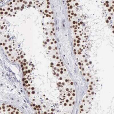Immunohistochemistry-Paraffin: Cleavage stimulation factor 2 Antibody [NBP1-87407] - Staining of human testis shows high expression.