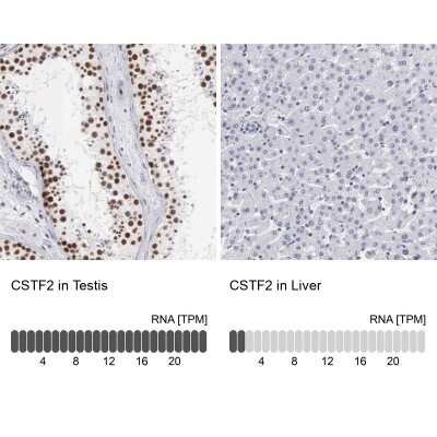 Immunohistochemistry-Paraffin: Cleavage stimulation factor 2 Antibody [NBP1-87407] - Staining in human testis and liver tissues using anti-CSTF2 antibody. Corresponding CSTF2 RNA-seq data are presented for the same tissues.