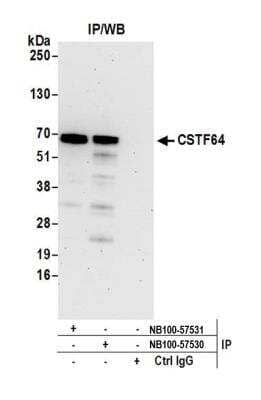 <b>Independent Antibodies Validation. </b>Immunoprecipitation: Cleavage stimulation factor 2 Antibody [NB100-57530] - Detection of human CSTF64 (Cleavage stimulation factor 2) by western blot of immunoprecipitates. Samples: Whole cell lysate (1.0 mg per IP reaction; 20% of IP loaded) from HeLa cells prepared using NETN lysis buffer. Antibodies: Affinity purified rabbit anti-CSTF64 antibody NB100-57530 used for IP at 3 ug per reaction. CSTF64 was also immunoprecipitated by rabbit anti-CSTF64 antibody NB100-57531. For blotting immunoprecipitated CSTF64, NB100-57530 was used at 1 ug/ml. Detection: Chemiluminescence with an exposure time of 30 seconds.