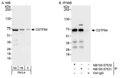 Immunoprecipitation: Cleavage stimulation factor 2 Antibody [NB100-57531] - Whole cell lysate (5, 15 and 50 ug for WB; 1 mg for IP, 20% of IP loaded) from HeLa cells.  NB100-57531 used for WB at 0.04 ug/ml (A) and 0.1 ug/ml (B) and used for IP at 3 ug/mg lysate. CSTF64 was also immunoprecipitated by rabbit anti-CSTF64 antibody NB100-57530, which recognizes an upstream epitope.