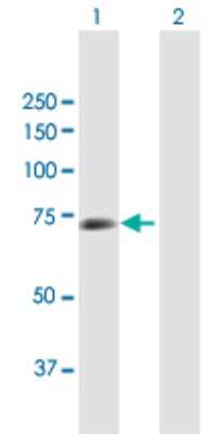 Western Blot: Cleavage stimulation factor 2 Antibody [H00001478-B01P] - Analysis of CSTF2 expression in transfected 293T cell line by CSTF2 polyclonal antibody.  Lane 1: CSTF2 transfected lysate(63.47 KDa). Lane 2: Non-transfected lysate.