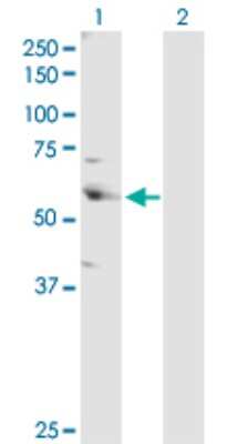Western Blot: Cleavage stimulation factor 2 Antibody [H00001478-D01P] - Analysis of CSTF2 expression in transfected 293T cell line by CSTF2 polyclonal antibody.Lane 1: CSTF2 transfected lysate(61.00 KDa).Lane 2: Non-transfected lysate.