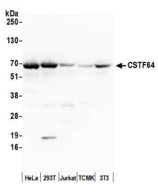 Western Blot Cleavage stimulation factor 2 Antibody