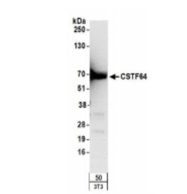 Western Blot Cleavage stimulation factor 2 Antibody