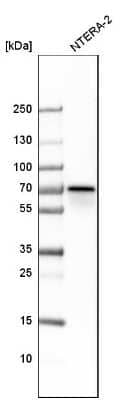 Western Blot: Cleavage stimulation factor 2 Antibody [NBP1-87407] - Analysis in human cell line NTERA-2.