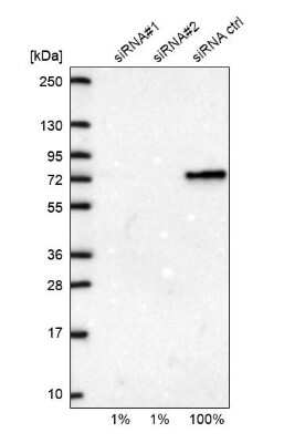 Western Blot: Cleavage stimulation factor 2 Antibody [NBP1-87407] - Analysis in U2OS cells transfected with control siRNA, target specific siRNA probe #1 and #2,. Remaining relative intensity is presented
