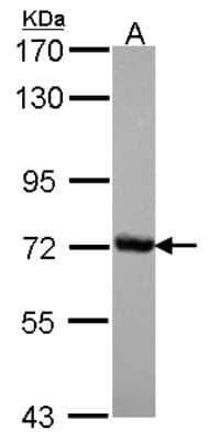 Western Blot: Cleavage stimulation factor 2 Antibody [NBP2-15915] - Sample (30 ug of whole cell lysate) A: JurKat 7. 5% SDS PAGE gel, diluted at 1:1000.