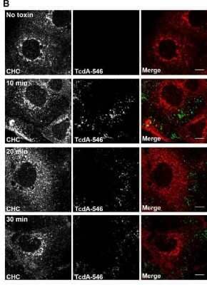 <b>Biological Strategies Validation. </b>Immunocytochemistry/Immunofluorescence: Clostridium Difficile Toxin A Antibody (PCG4.1) [NB600-1066] - TcdA and TcdB utilize distinct endocytic mechanisms to intoxicate colonic epithelial cells. TcdA does not colocalize with clathrin heavy chain during cell entry. Caco-2 cells on glass coverslips were chilled at 10C for 45 min and then exposed to media containing 50 nM TcdA-546 or buffer (no toxin control). The toxin was allowed to bind to cells for 45 min at 10C. Unbound toxin was removed, and cells were shifted to 37C to allow internalization of toxin for the times shown. At each time point, cells were washed once with pre-warmed PBS, fixed and stained for CHC, and imaged by confocal microscopy. Merged images show clathrin in red and toxin in green. Image collected and cropped by CiteAb from the following publication (//dx.plos.org/10.1371/journal.ppat.1006070), licensed under a CC-BY license.