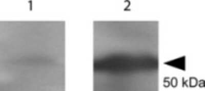 Western Blot: Clostridium Tetani Toxoid Antibody [NBP1-78003] - Shows detection of a protein band at 52 kDa corresponding to full length 6X HIS-TTFC fusion protein (arrowhead). Lane 1 shows no detection from non-specific antisera; Lane 2 shows detection of anti-TTFC. After blocking in 1% BSA, the membrane was probed with the primary antisera diluted to 1:1,000 in PBS followed by reaction with HRP conjugated Goat anti-Rabbit at 1:20,000 dilution. Picomax substrate was used to generate signal. Personal communication Lucia le Roux, MD Anderson Cancer Center.