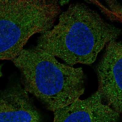 Immunocytochemistry/Immunofluorescence: Clusterin-like 1/CLUL1 Antibody [NBP2-69003] - Staining of human cell line U-2 OS shows localization to plasma membrane & endoplasmic reticulum.