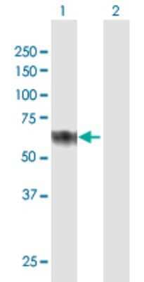 Western Blot: Clusterin-like 1/CLUL1 Antibody [H00027098-B01P] - Analysis of CLUL1 expression in transfected 293T cell line by CLUL1 polyclonal antibody.  Lane 1: CLUL1 transfected lysate(51.26 KDa). Lane 2: Non-transfected lysate.