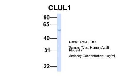 Western Blot Clusterin-like 1/CLUL1 Antibody - BSA Free