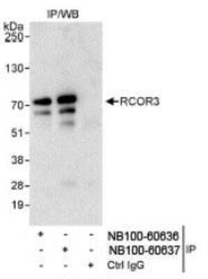Immunoprecipitation: CoREST3/RCOR3 Antibody [NB100-60636] - Whole cell lysate (1 mg for IP, 20% of IP loaded) from HeLa cells.  Affinity purified rabbit anti-RCOR3 antibody used for IP at 3 mcg/mg lysate.  RCOR3 was also immunoprecipitated by rabbit anti-RCOR3 antibody NB100-60637, which recognizes a downstream epitope.