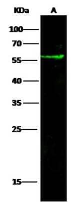 Western Blot: Coagulation Factor III/Tissue Factor Antibody (034) [NBP2-90576] - Anti-Coagulation Factor III/Tissue Factor rabbit monoclonal antibody at 1:500 dilution. Lane A: A431 Whole Cell Lysate. Lysates/proteins at 30 ug per lane. Secondary Goat Anti-Rabbit IgG H&L (Dylight 800) at 1/10000 dilution. Developed using the Odyssey technique. Performed under reducing conditions. Predicted band size: 33 kDa. Observed band size: 56 kDa