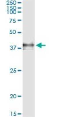 Immunoprecipitation: Coagulation Factor III/Tissue Factor Antibody (4G4) [H00002152-M01] - Analysis of F3 transfected lysate using anti-F3 monoclonal antibody and Protein A Magnetic Bead, and immunoblotted with F3 MaxPab rabbit polyclonal antibody.