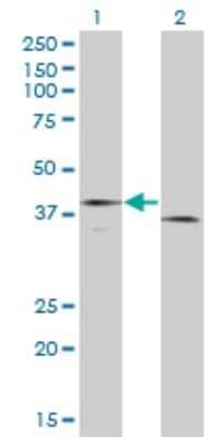 Western Blot: Coagulation Factor III/Tissue Factor Antibody (4G4) [H00002152-M01] - Analysis of F3 expression in transfected 293T cell line by F3 monoclonal antibody (M01A), clone 4G4.Lane 1: F3 transfected lysate(33.1 KDa).Lane 2: Non-transfected lysate.